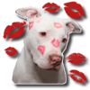 🐶 Dogs sticker for Whatsapp WAStickerApps icon