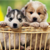 Cute Puppy Wallpapers HD icon