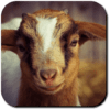 Goat Wallpapers icon