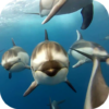 Dolphins Live Wallpaper icon