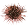 Sea urchins icon