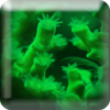 Coral Reefs LWP icon