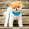 Pomeranian Dog Wallpaper Hd icon