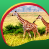 Giraffe Live Wallpapers icon