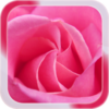 Pink Rose Live Wallpaper icon