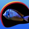 Neon Fish Live Wallpapers icon