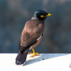 Mynas Bird Sounds icon