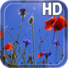 Poppies flowers LWP icon