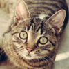 Cat Breeds Identify Your Cat icon