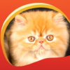 Persian Cats Live Wallpapers icon