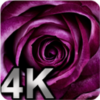 AMAZING 4K FLOWERS WALLPAPER icon