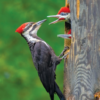 Woodpecker bird sounds icon