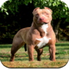 Pitbull Dog Wallpaper HD icon