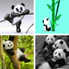 Panda Wallpaper: HD images, Free Pics download icon