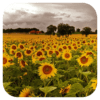 Sun Flower Live Wallpaper icon