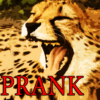 Prank Angry Cheetah icon