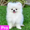 Pomeranian Dog Wallpaper Pro icon