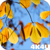 Autumn Leaves Video Wallpaper icon