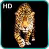 Cheetah Live Wallpaper icon