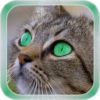 Cat Live Wallpaper icon