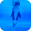 Orca Killer Whale Video Wallpaper icon