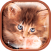 Cute Kittens Live Wallpaper icon