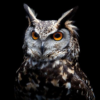 Owl Wallpapers: Night predator icon