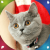 Kittens Live Wallpapers icon