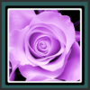 Live Wallpapers Purple Rose icon