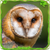 Owl Simulator icon