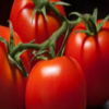 Tomatoes IPM icon