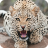 Leopard Live Wallpaper HD icon