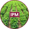 Groundnut IPM icon