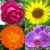 Flowers Quiz Identify Plants icon