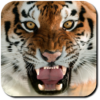 Tiger Wallpapers & Screensavers icon