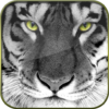 Big Cats HD Live Wallpapers icon