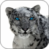 Snow Leopard Video Wallpapers icon