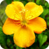 Floramations Oracle Cards icon