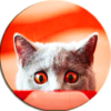 Scare Cats Sound Cat Prank icon