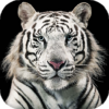 White Tiger Live Wallpaper (Backgrounds) icon