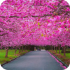 Spring Scenery Wallpaper icon