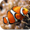 Clown Fish HD Wallpapers icon