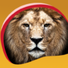 Big Cats Live Wallpapers icon