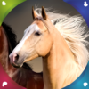 Horse Live Wallpapers icon