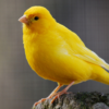 Canary Singing icon