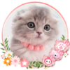 Cute, Kawaii Kitty Cat Theme & Live Wallpaper icon