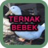 Ternak Bebek Peking icon