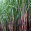 Sugarcane IPM icon