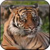 Tiger Wallpapers HD (backgrounds & themes, 2018) icon