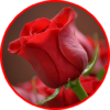 Flowers And Roses 🌷 Animated Images Gif icon